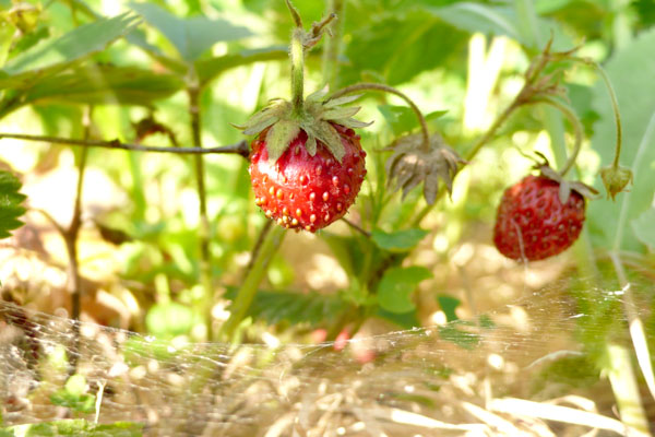 Erdbeere am Strauch