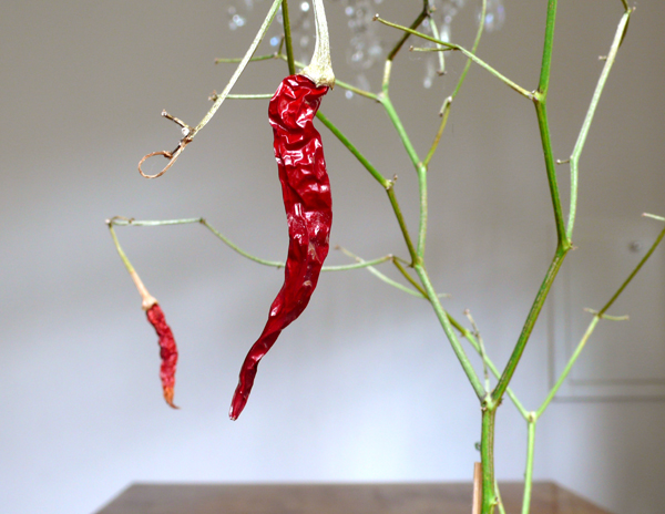 peperoncino_4.jpg